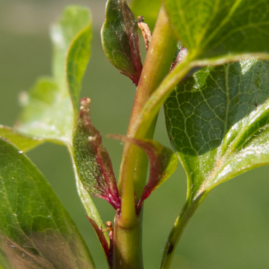 Crataegus monogyna - P. Copini
