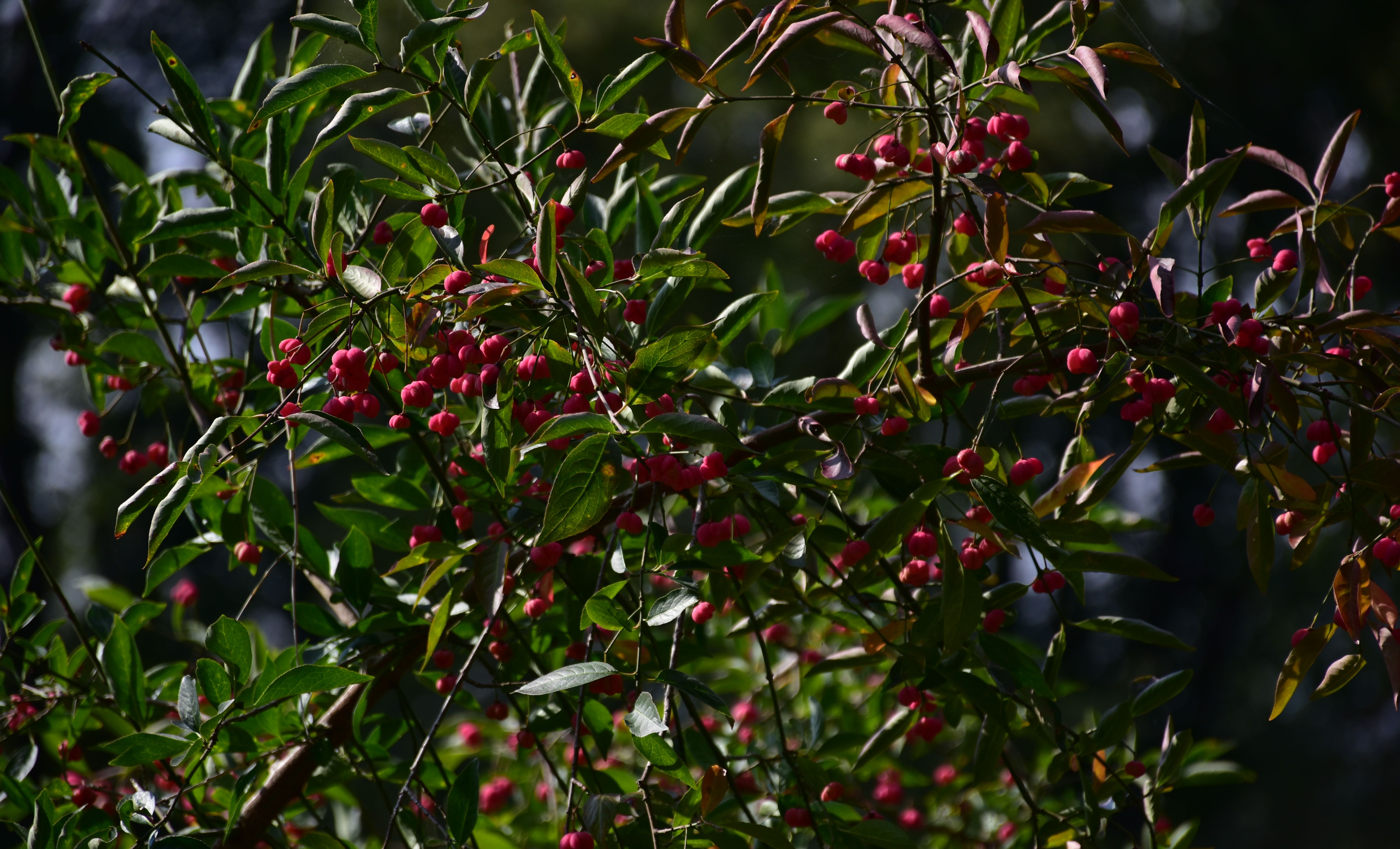 Euonymus europaeus - L. Kragt