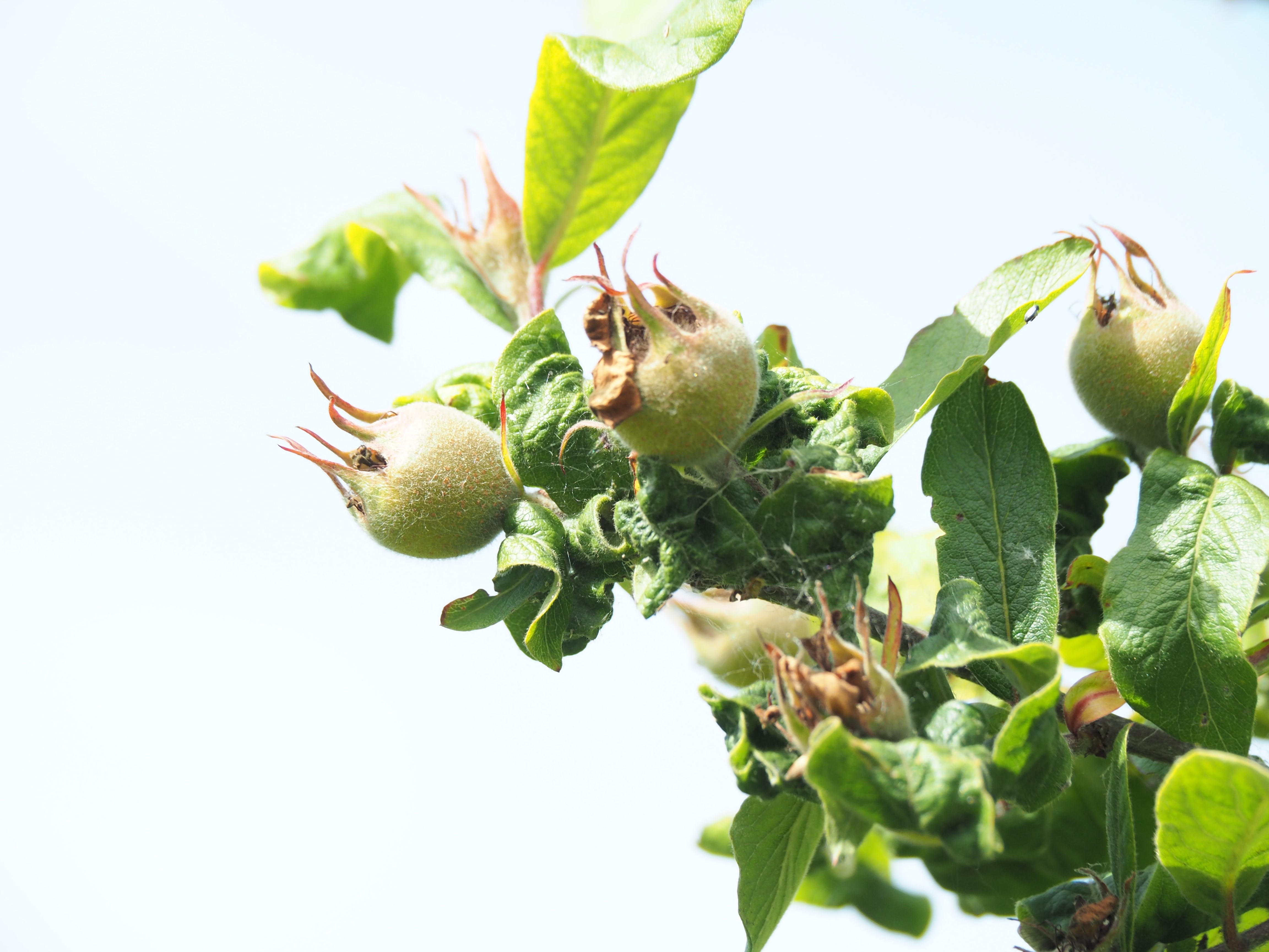 Mespilus germanica - P. copini