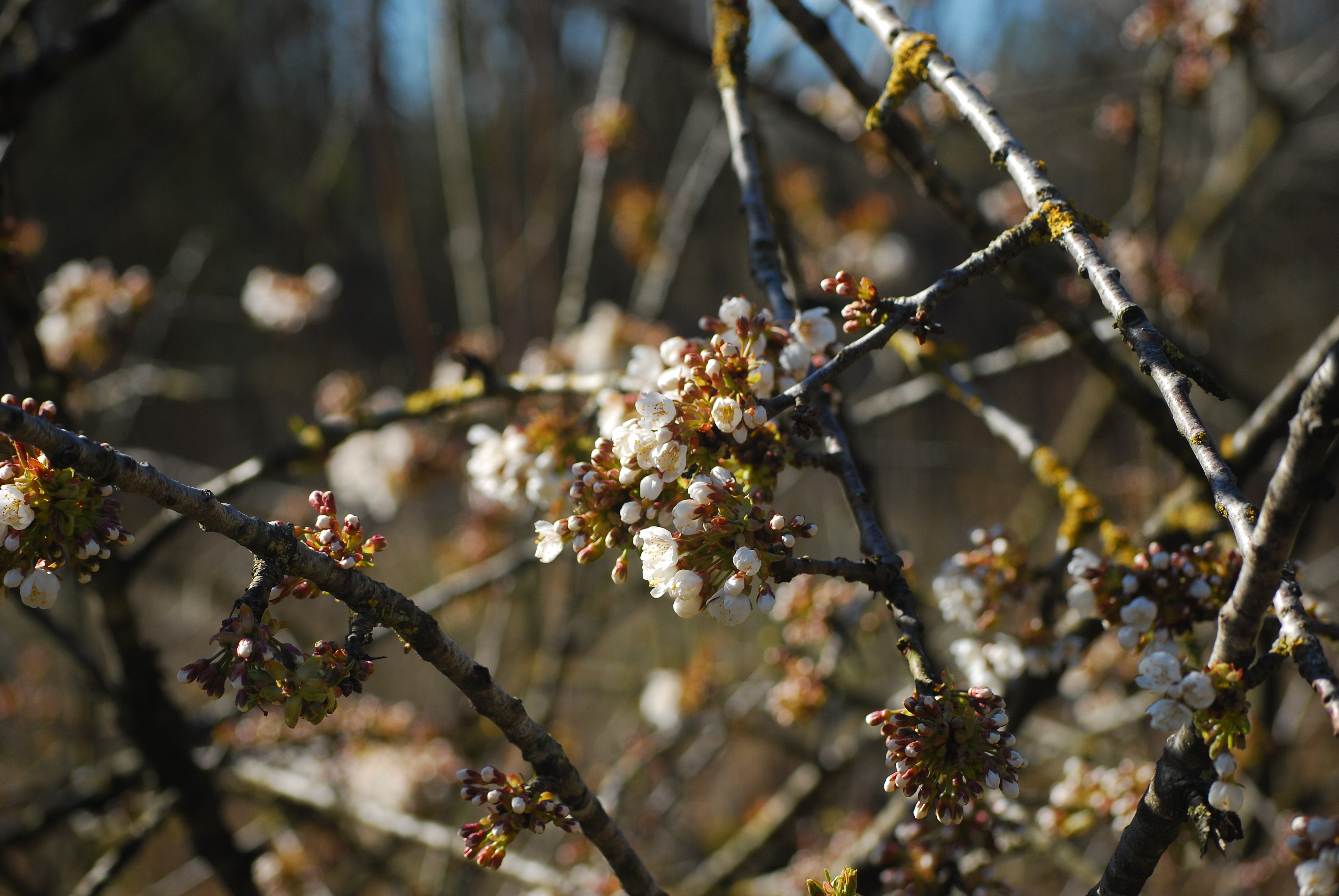 Prunus avium - L. Kragt