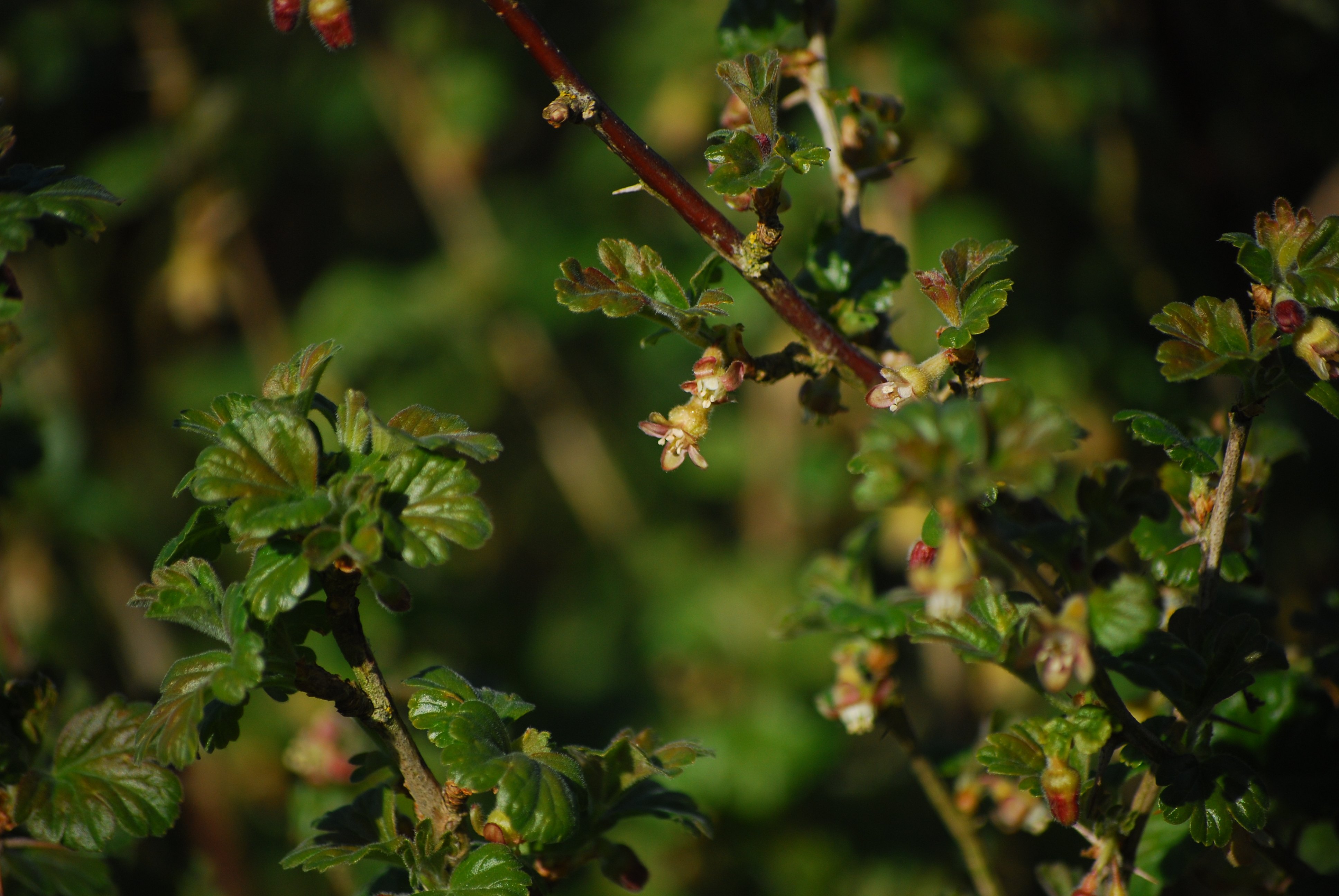 Ribes uva-crispa - L. Kragt