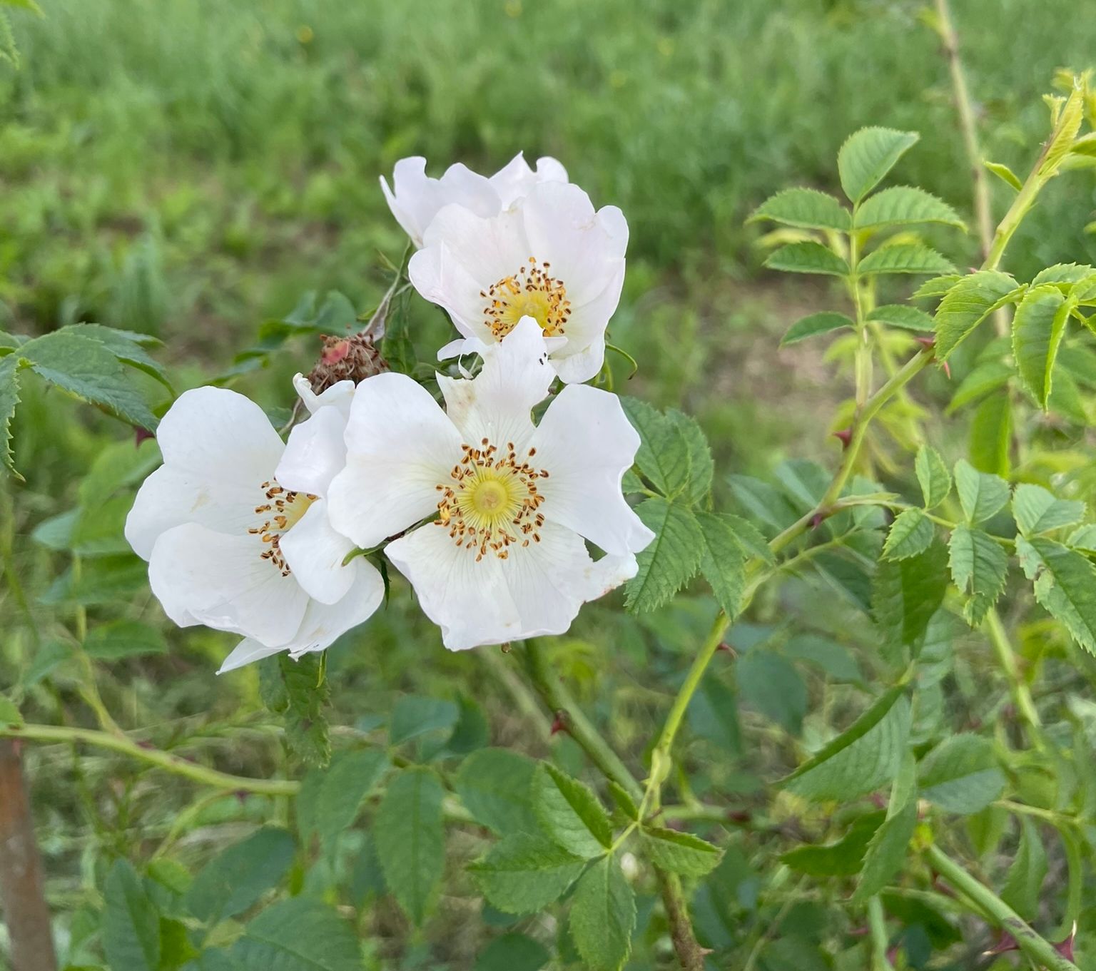 Rosa canina - Zaad & Plantsoen