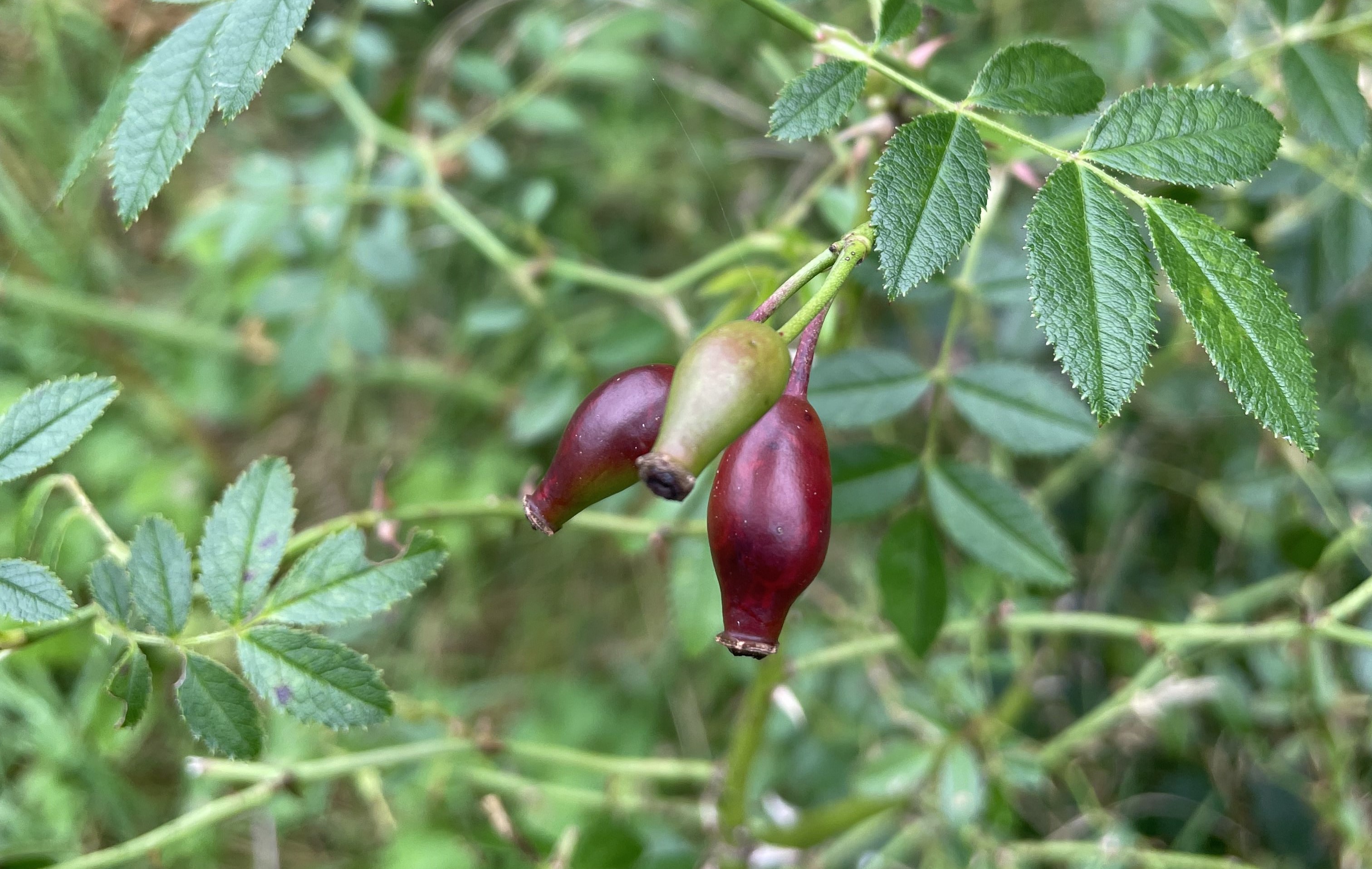 Rosa agrestis