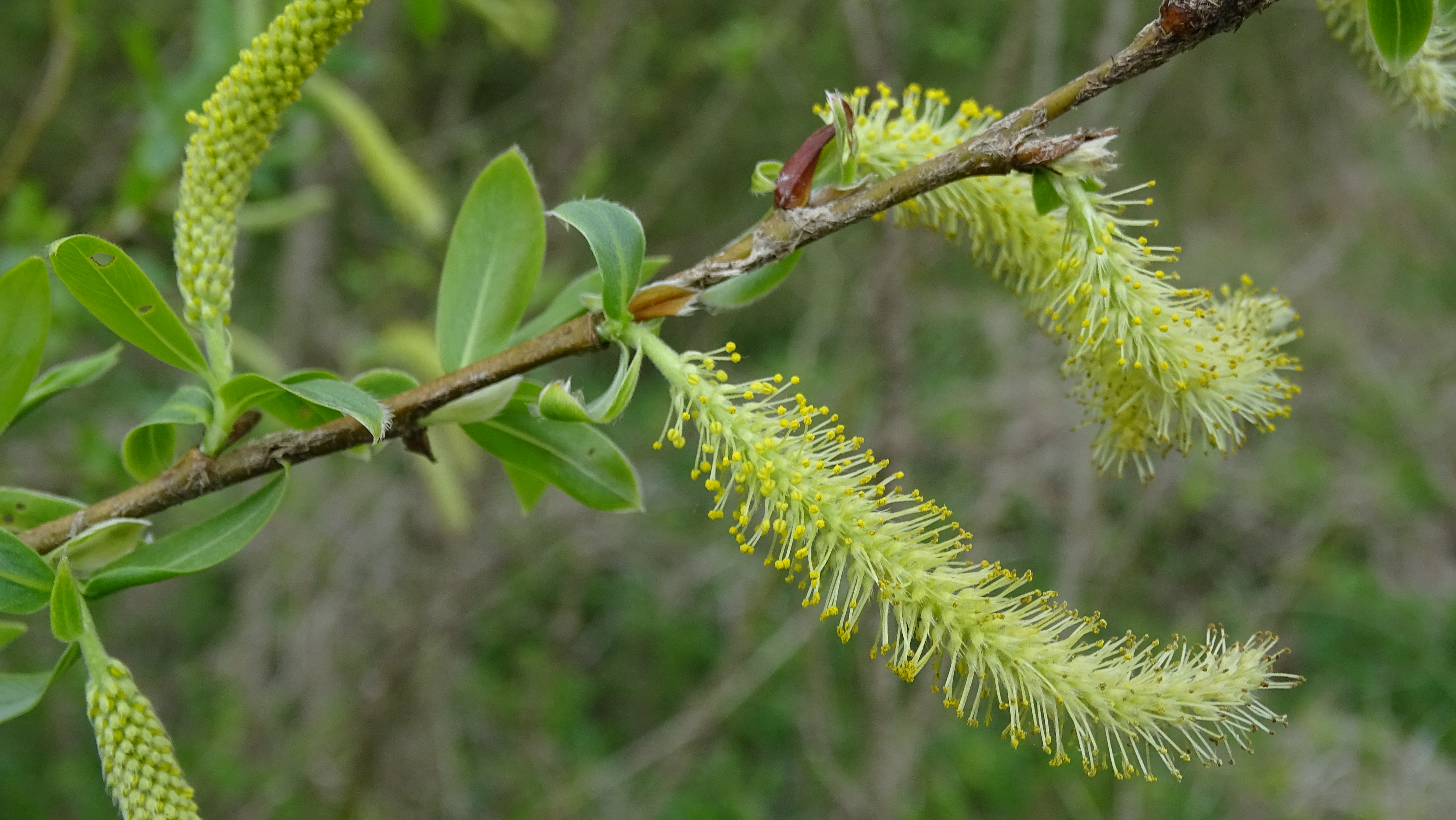 Salix alba - CGN