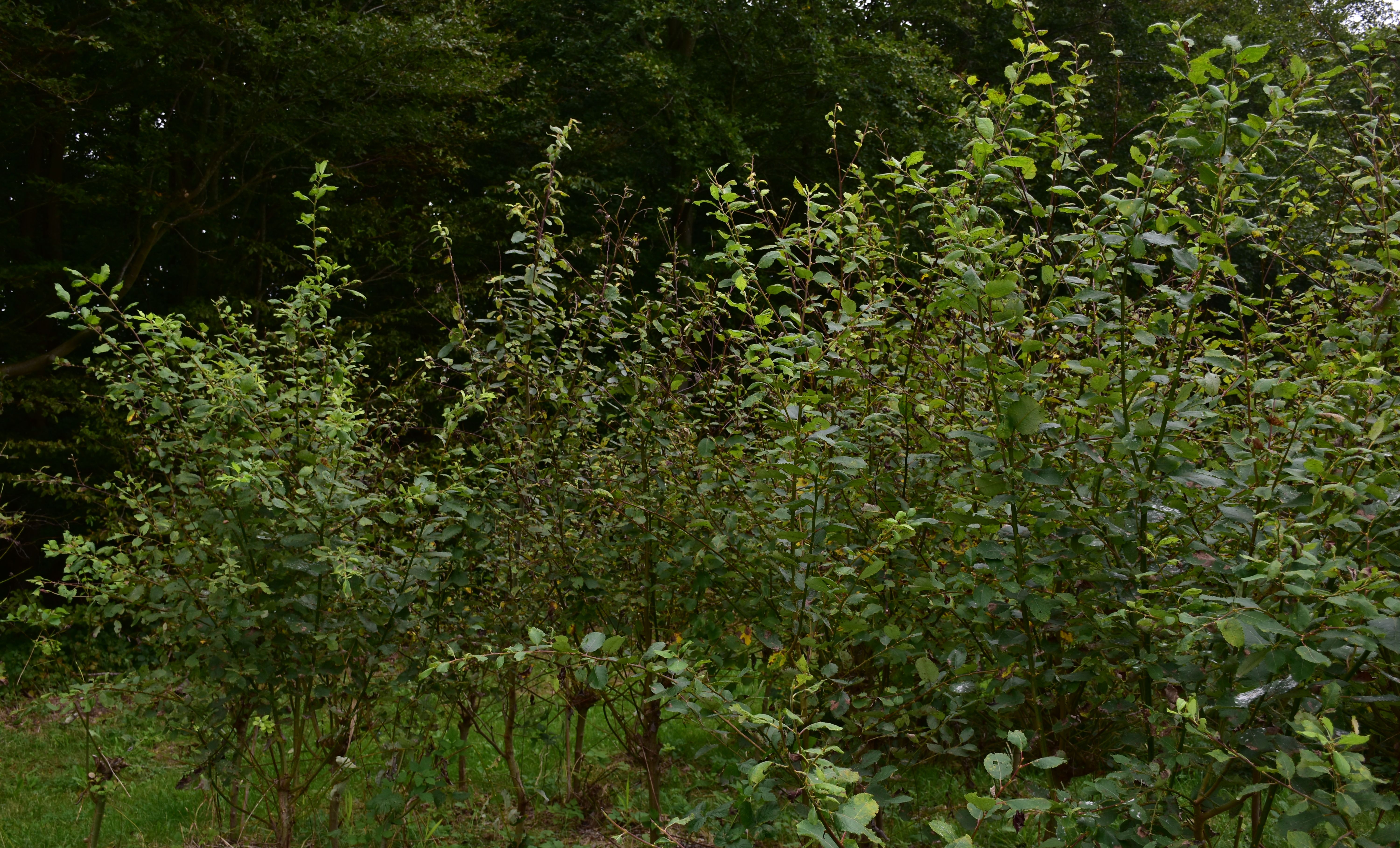 Salix caprea - L. Kragt