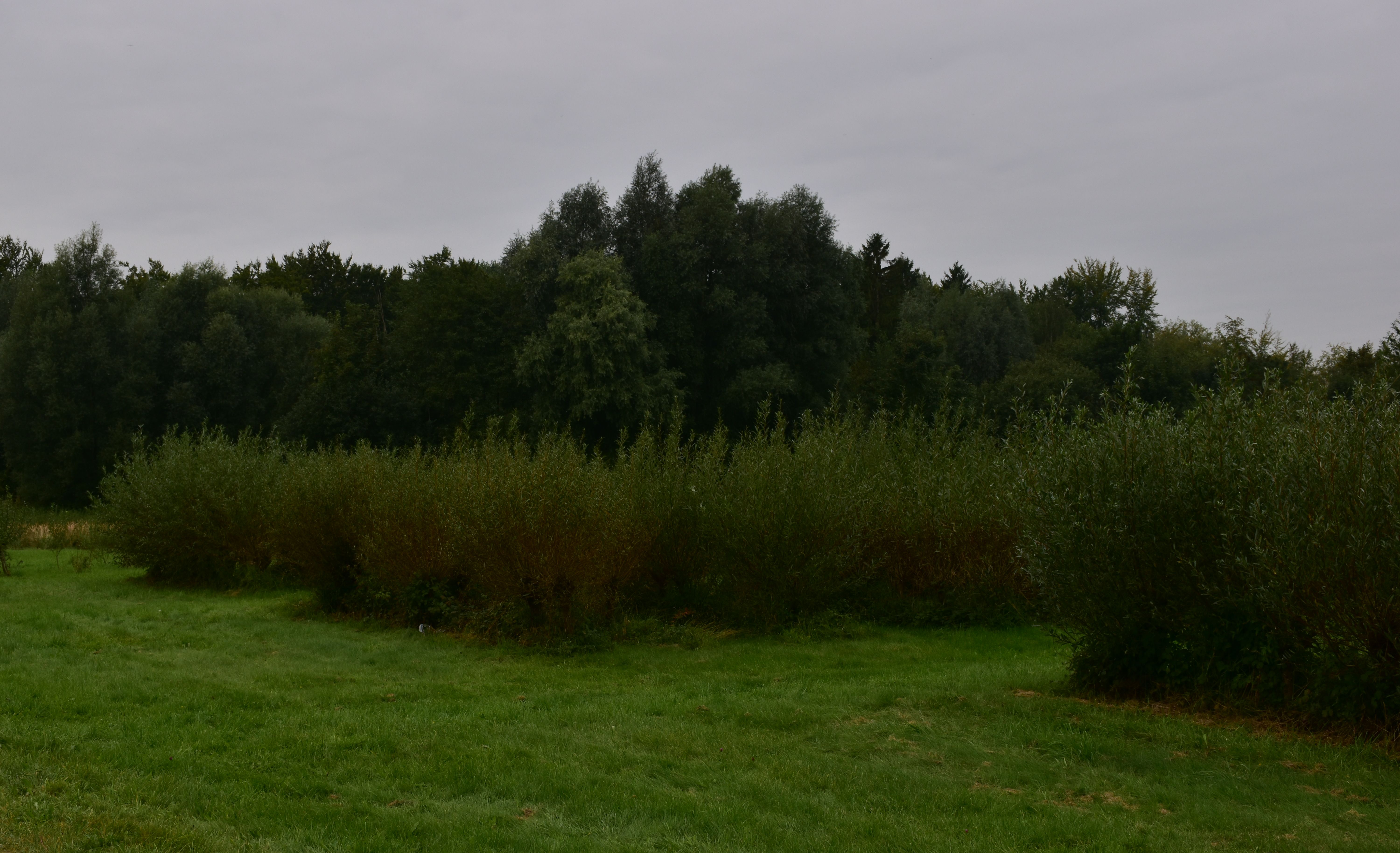 Salix x fragilis - L. Kragt
