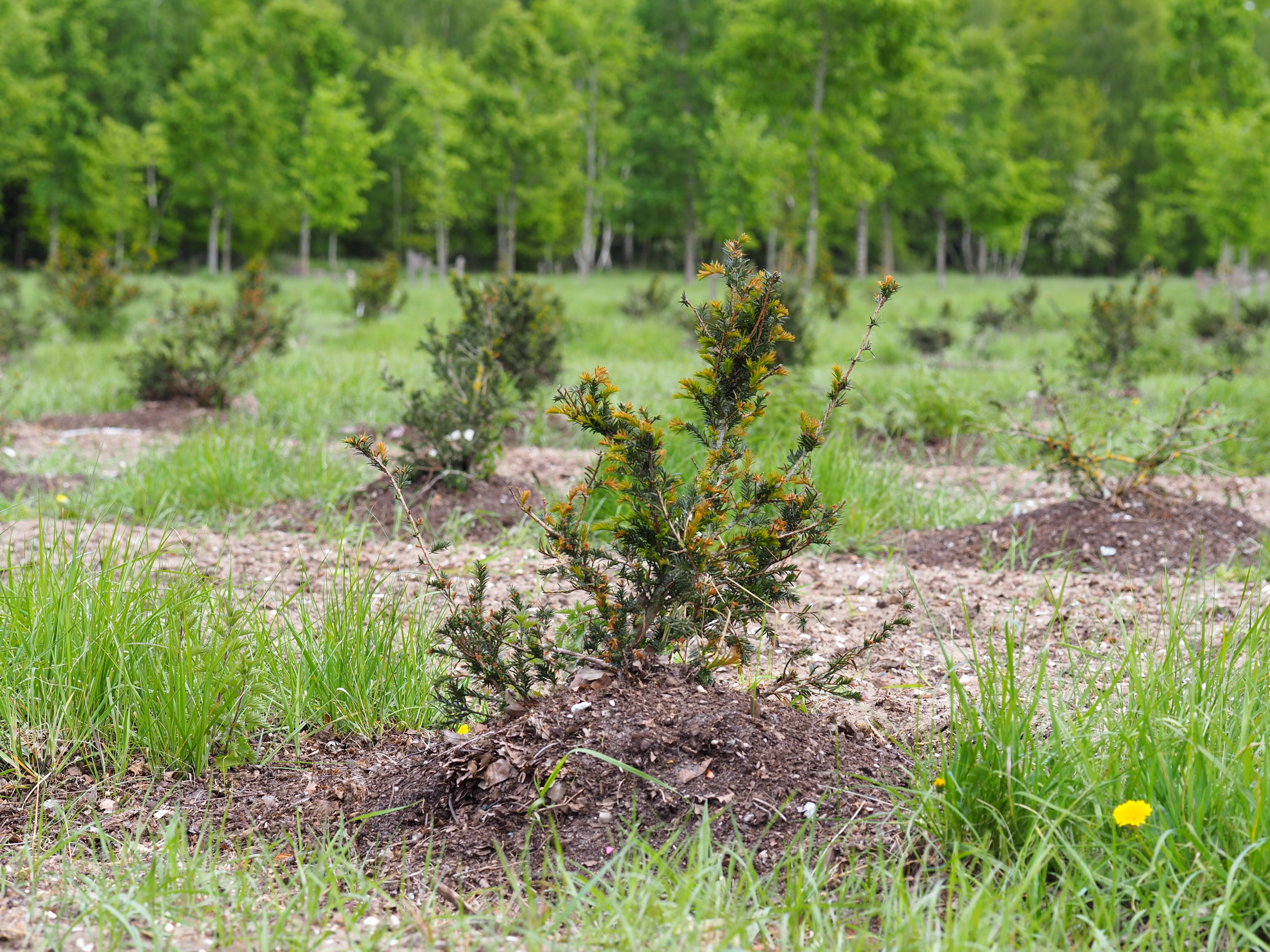 Taxus baccata - P. copini