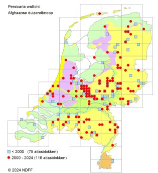 Afghaanse duizendknoop