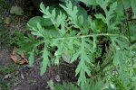 Alsemambrosia