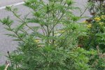 Alsemambrosia