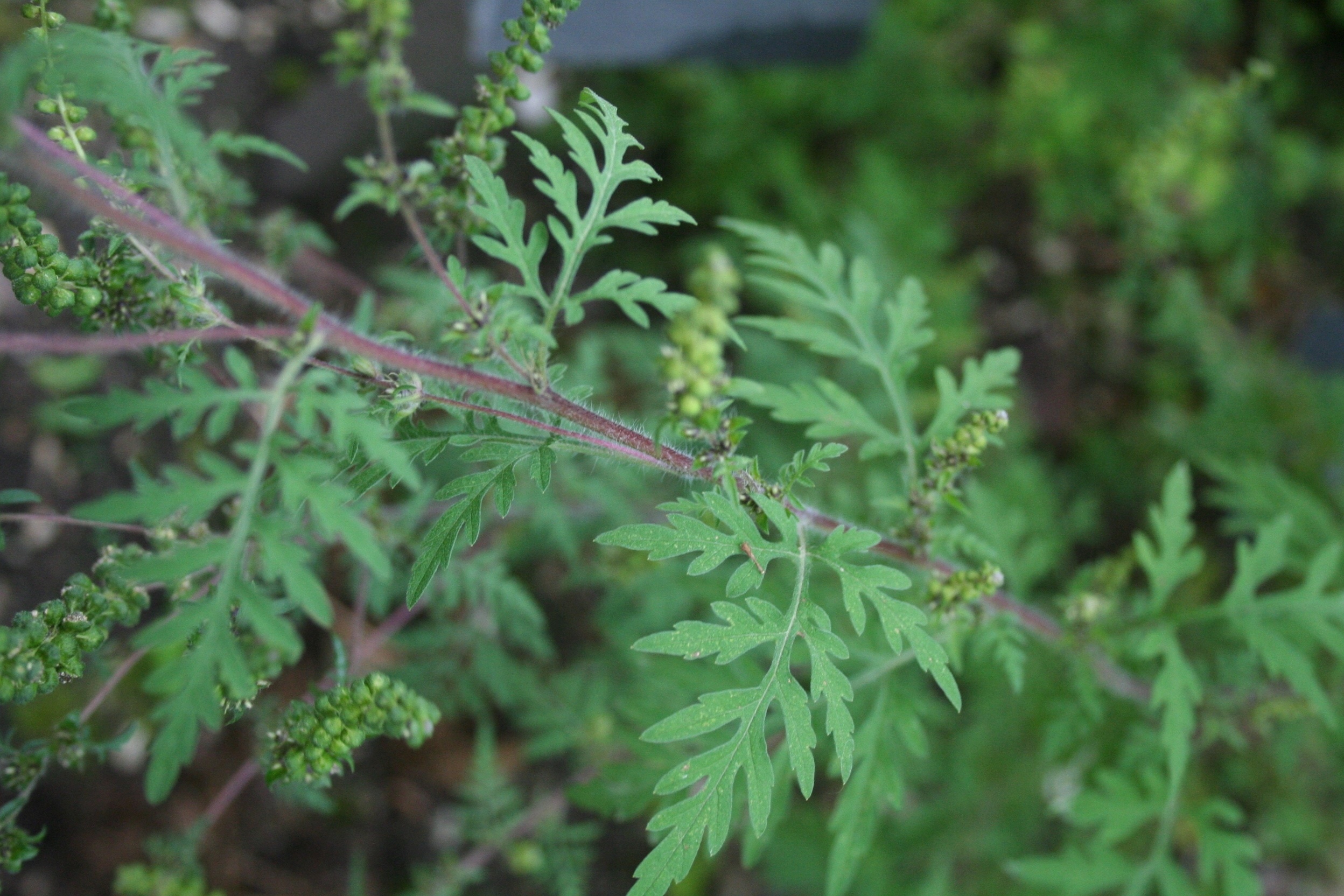 Alsemambrosia