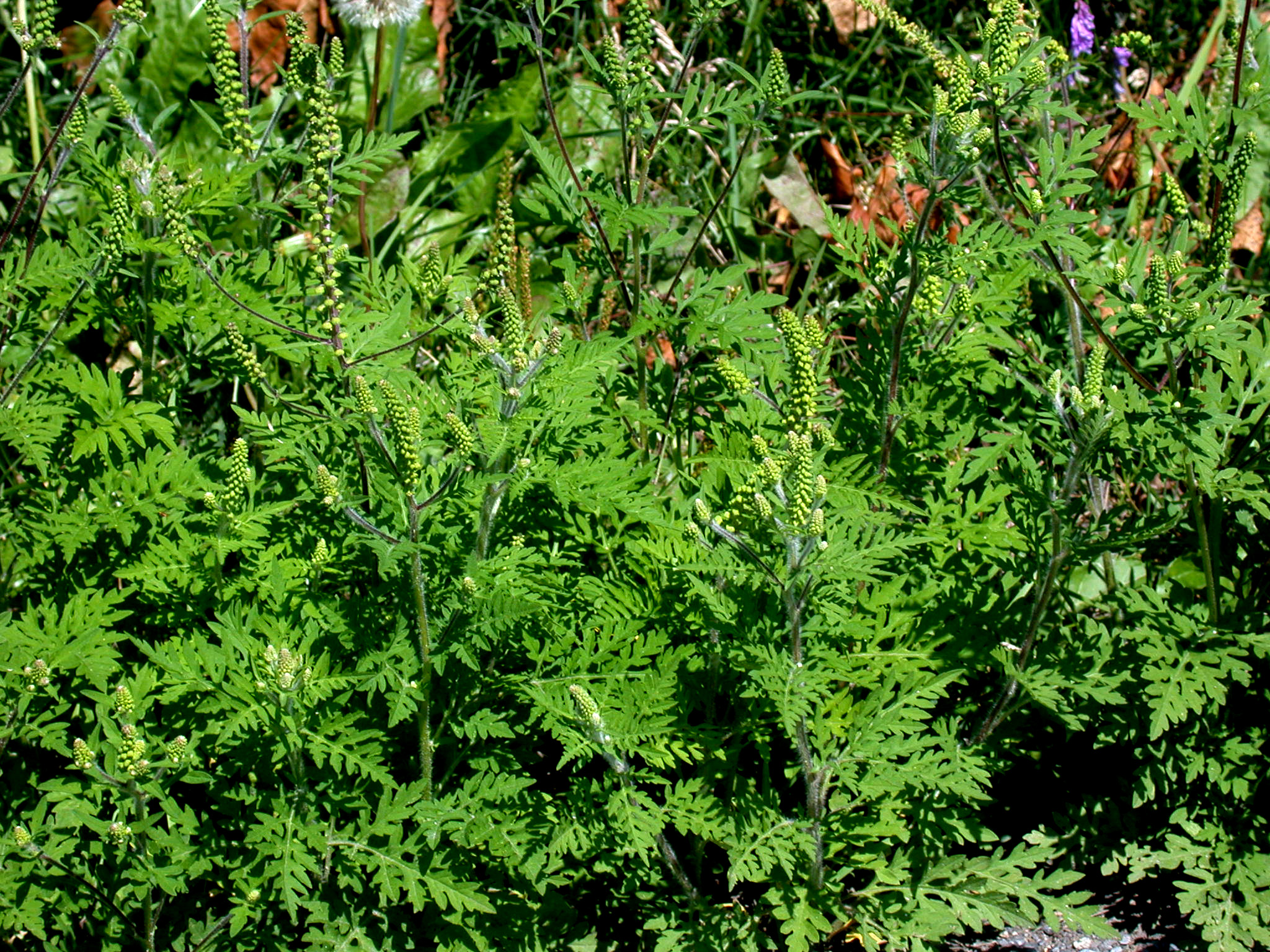 Alsemambrosia