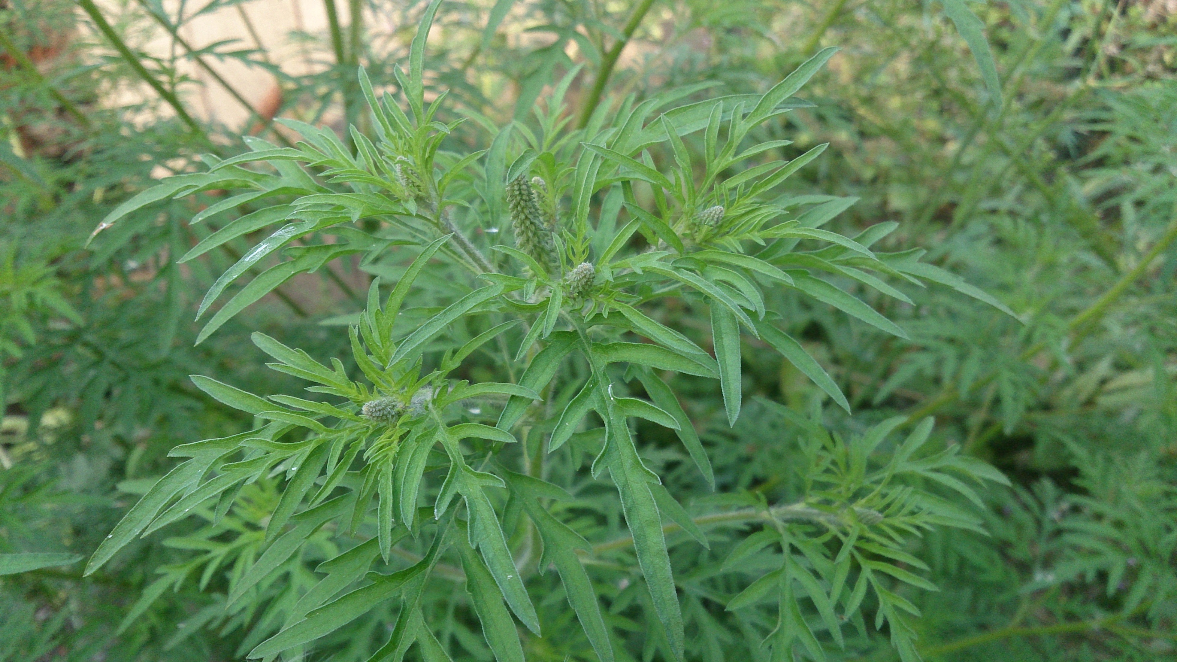 Alsemambrosia
