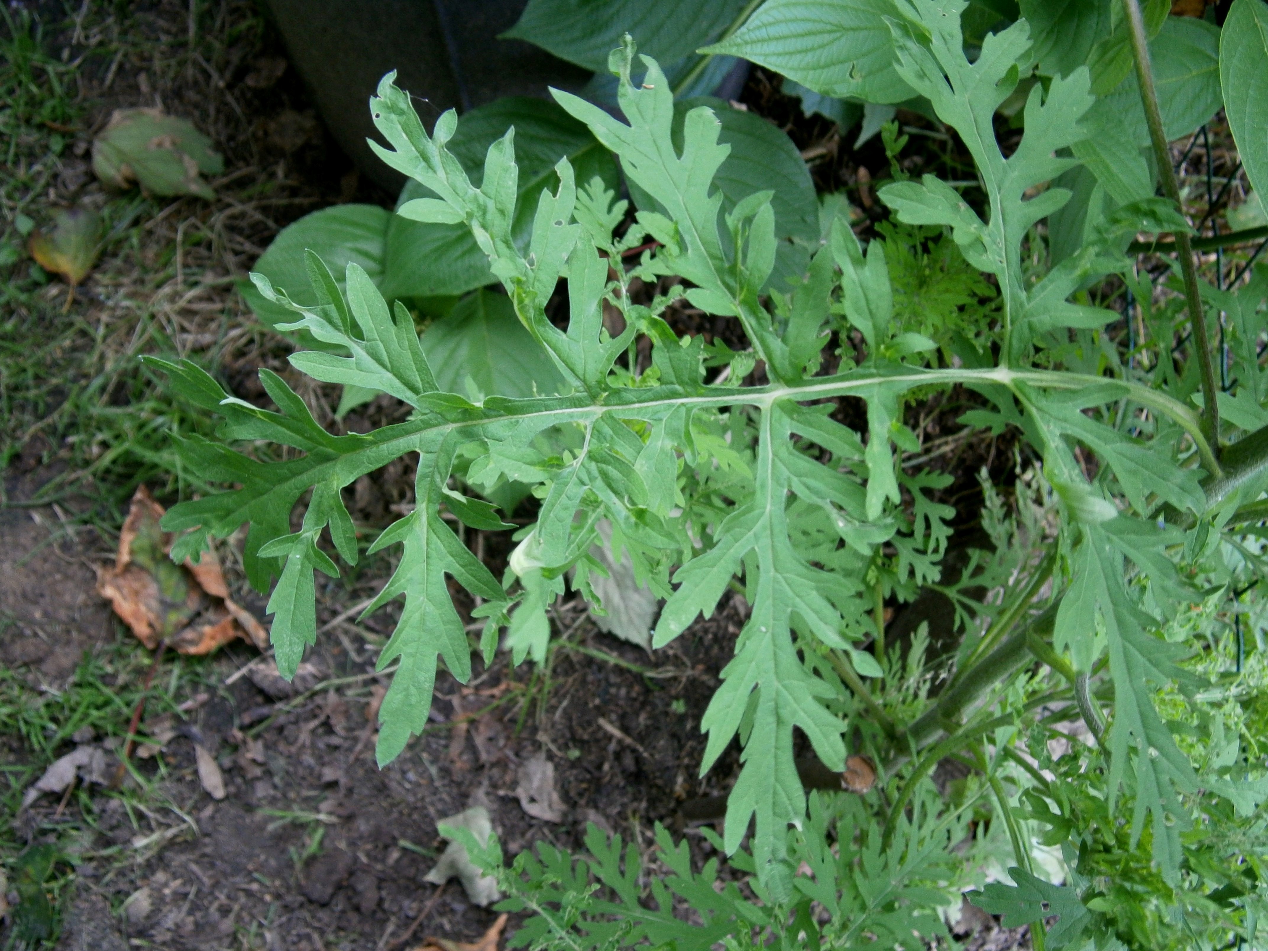 Alsemambrosia