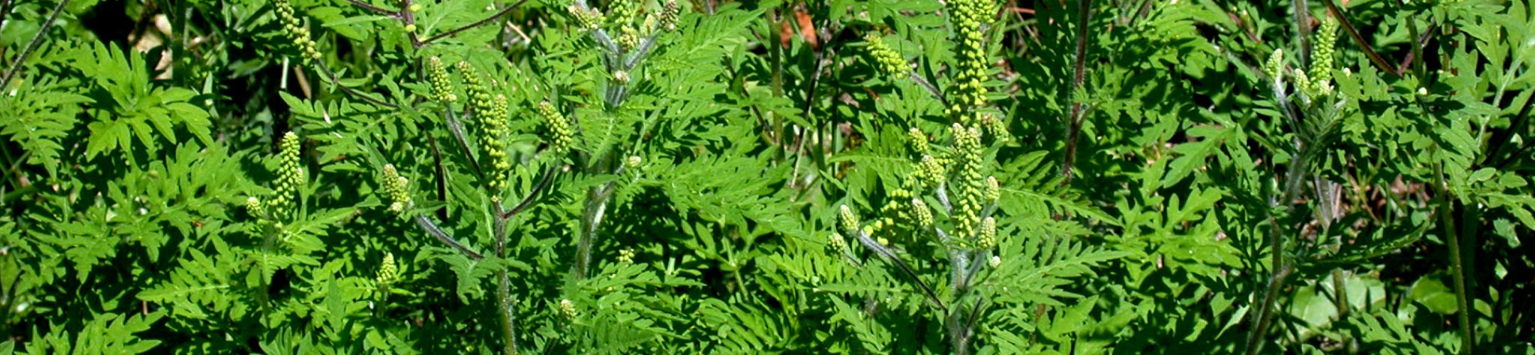 Alsemambrosia