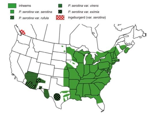 Amerikaanse vogelkers
