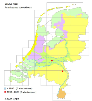 Amerikaanse voseekhoorn