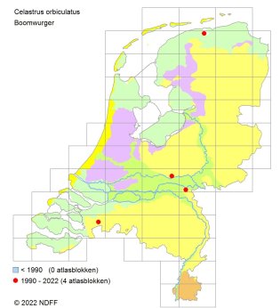 Aziatische Boomwurger
