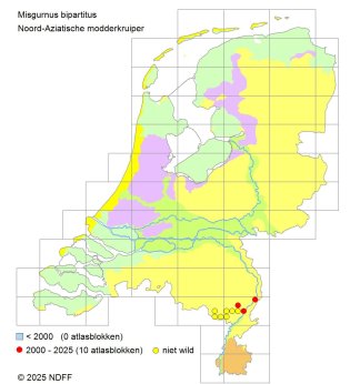 Aziatische modderkruipers