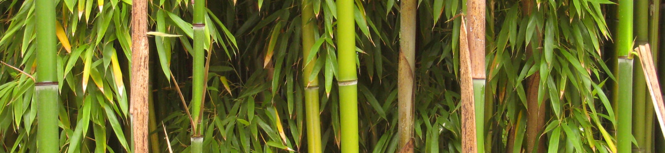 Bamboe