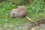Beverrat