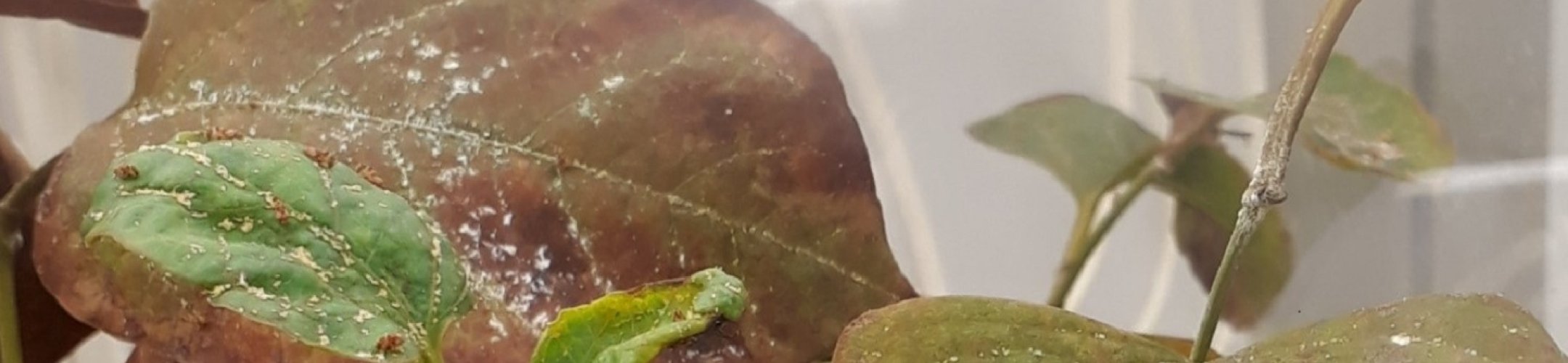 Biologische bestrijding Japanse duizendknoop, Watercrassula en Grote waternavel