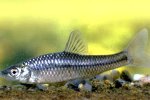 Blauwband