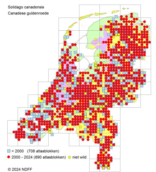 Canadese en Late guldenroede