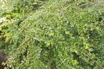 Cotoneaster (Dwergmispel)