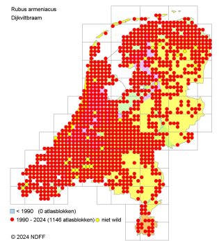 Dijkviltbraam