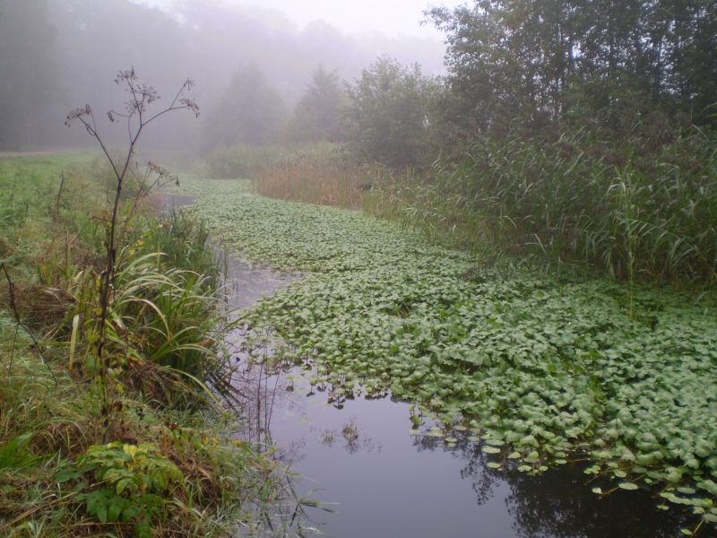 EVZ_3_Heerenbeekloop_Grote_waternavel_20100928_artikel_small.jpg