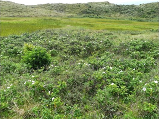 Ecogroen_Rimpelroos_2_530x398.jfif