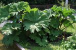Gewone gunnera