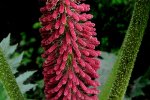 Gewone gunnera