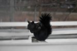Grijze eekhoorn