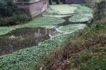 Grote waternavel