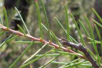 Hakea