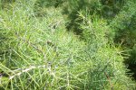 Hakea