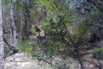 Hakea