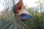 Hakea