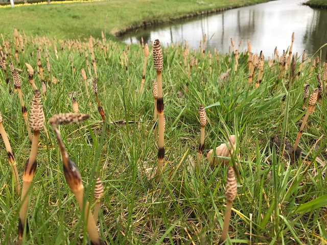 Heermoes eigen foto