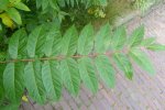 Hemelboom