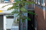 Hemelboom