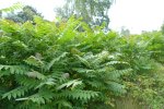 Hemelboom