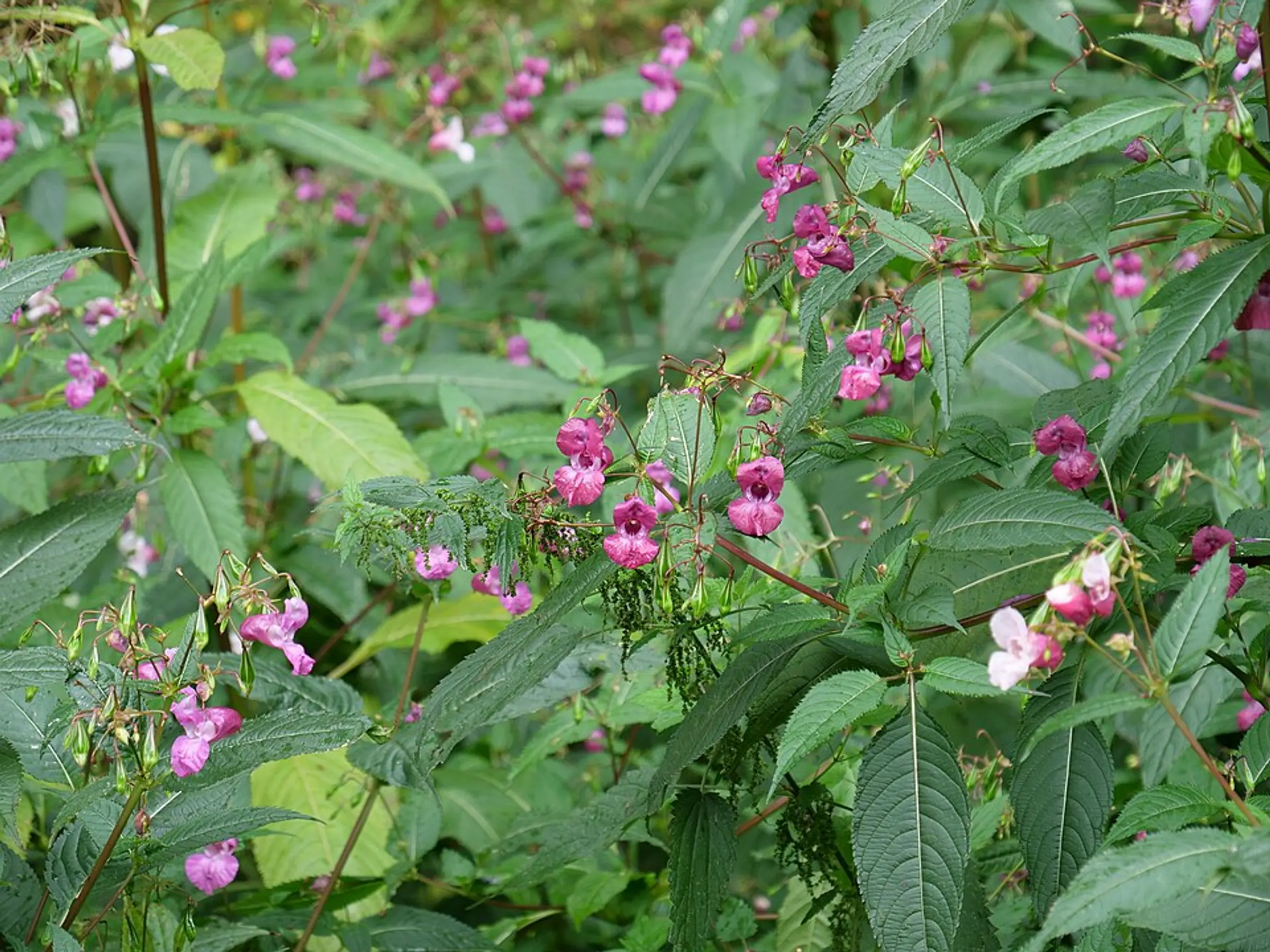 Impatiens_glandulifera_near_Rurberg_01.jpg