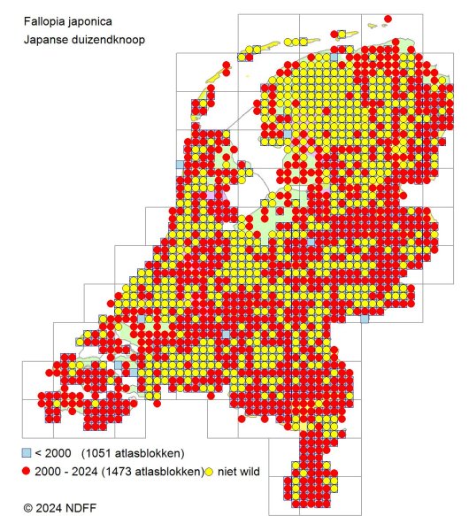 Japanse duizendknoop