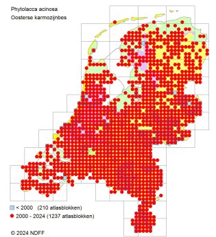 Karmozijnbes
