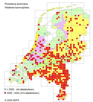 Karmozijnbes