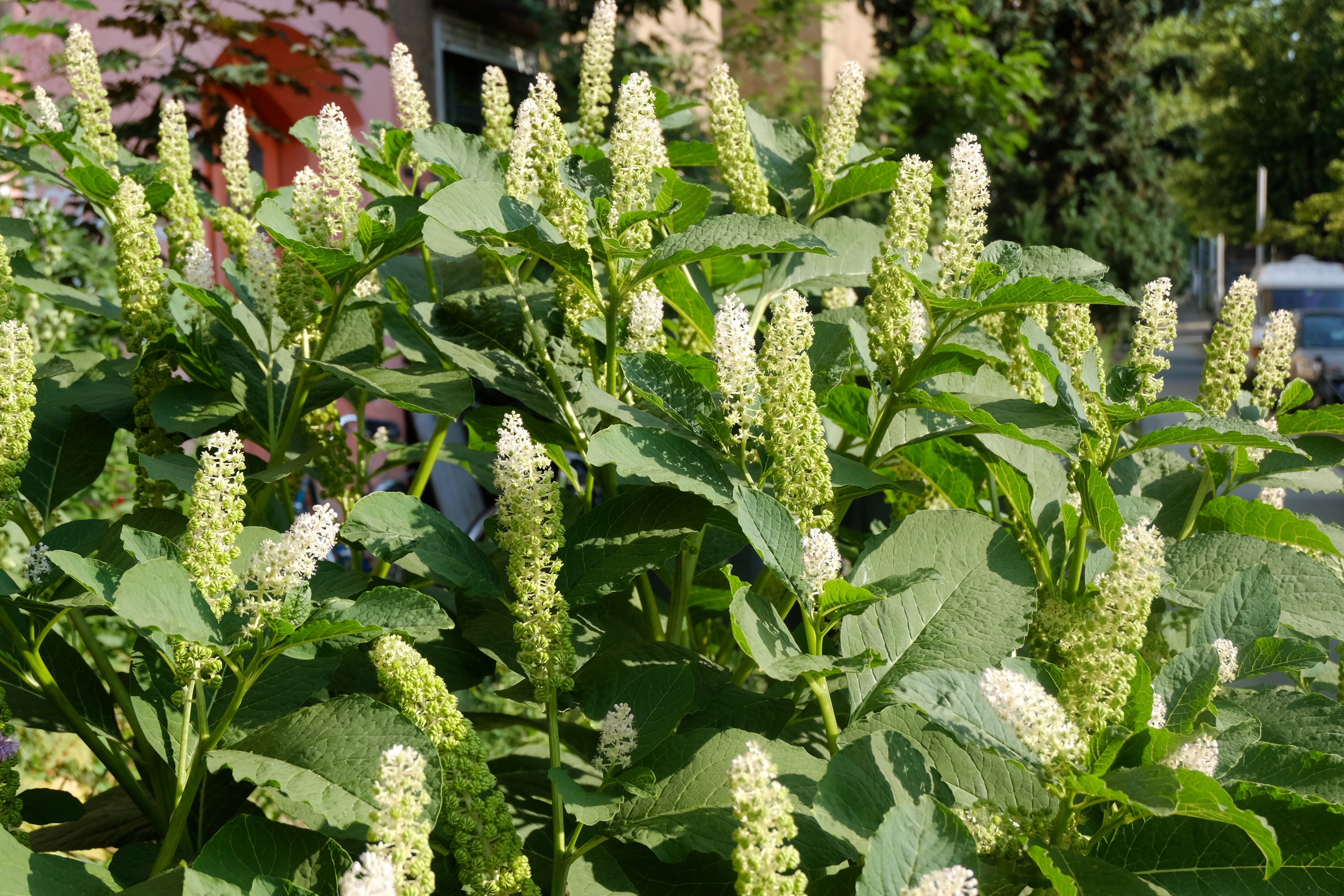 Karmozijnbes