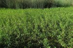 Kleine waterteunisbloem
